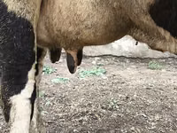 母牛, Russian Black pied cattle — 照片 4
