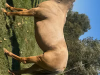 Yegua, Quarter Horse — foto 5