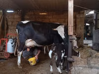 母牛, Russian Black pied cattle — 照片 8