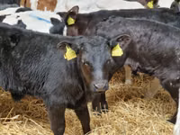Cattle (batch, sex not specified), Simmental cattle — photo 2