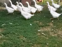 Geese — photo 1
