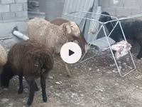 母羊, Sheep — 照片 5