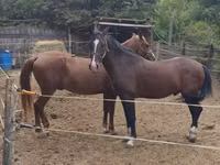 Адуу, Lipizzaner — 6 зураг