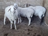 Oveja, Merino sheep — foto 4