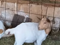 Ziegenbock, Boer goat — Foto 2