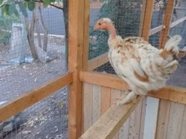 Chickens
