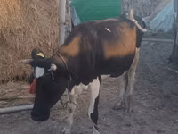 母牛, Wild yak — 照片 2