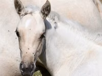 घोड़ी, Quarter Horse — फ़ोटो 4
