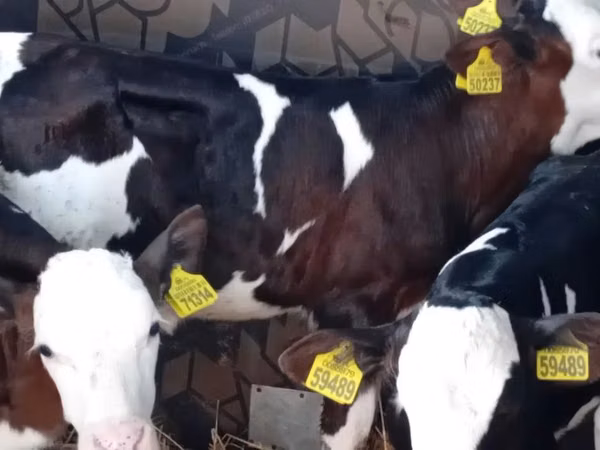 ثور, Simmental cattle