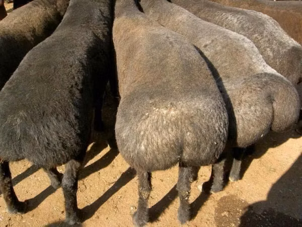 Хуц, Kazakh fat-tailed coarsewool sheep