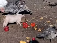 Schweine (Partie, Geschlecht nicht angegeben) — Foto 1