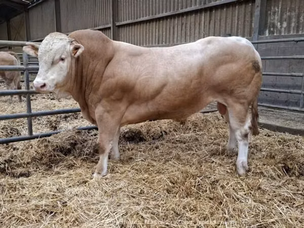 公牛, Blonde d’Aquitane cattle