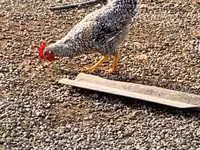 Chickens — Foto 3