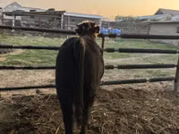 公牛, Simmental cattle — 照片 6