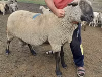 Widder, Hampshire sheep — Foto 2