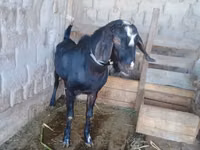 母山羊, Dutch Landrace goats — 照片 2