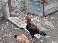 Chickens — 照片 3
