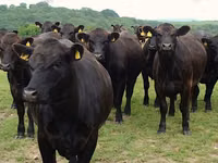 Cow, Holstein breed — photo 8