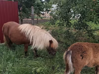Stute, Australian Pony — Foto 5