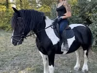 Mare, Gypsy horse — photo 2