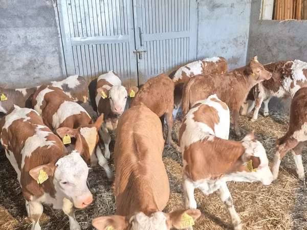 公牛, Cattle