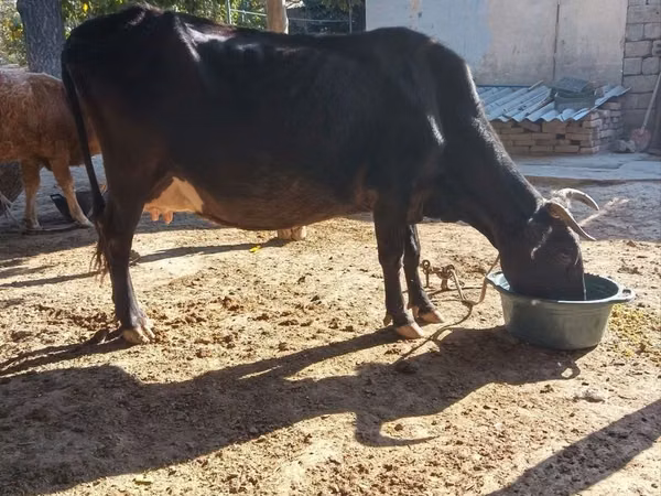 Cow, Cattle
