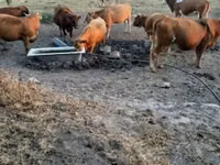 母牛, Simmental cattle — 照片 1