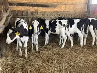 Бух, Russian Black pied cattle — 7 зураг