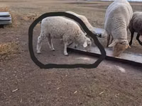 Ram, White Suffolk sheep — photo 3