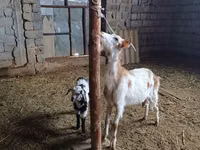 Billy Goat, Nubian Goat — photo 4