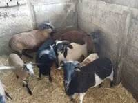 Sheep, Cameroon sheep — photo 2