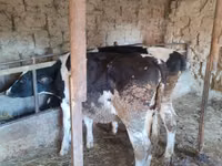गाय, गोलस्टीन नस्ल — फ़ोटो 3