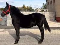Caballo, Caballos — foto 5