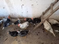 Chickens — الصورة 8