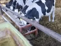 Bulle, Holstein-Rasse — Foto 1