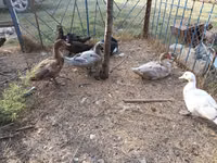 Ducks — الصورة 5