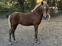 母马, Haflinger — 照片 4