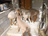 Schaf, Arashan sheep — Foto 1