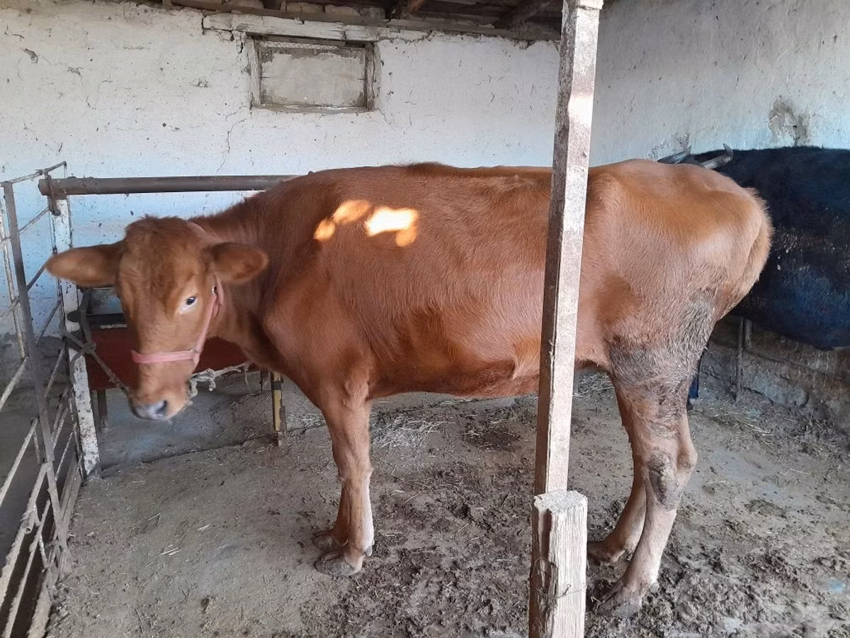 Үнээ, Red Estonian cattle