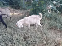 عنزة, Nubian Goat — الصورة 2