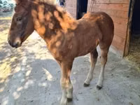 Mare, Horses — photo 2