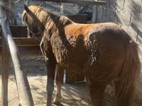 Yegua, Caballos — foto 1