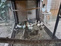 Dutch Bantam — photo 1