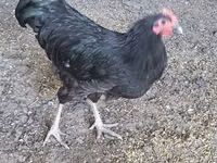 Australian Pit Game fowl — photo 2