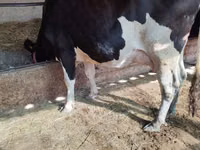 Vaca, Raza Holstein — foto 1