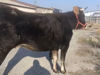 母牛, Swiss cattle — 照片 4