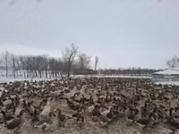 Turkeys — الصورة 6