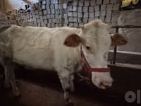 母牛, Cattle — 照片 4