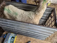 Хонь, Kuibyshev sheep — 3 зураг