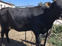 母牛, Holstein breed — 照片 1